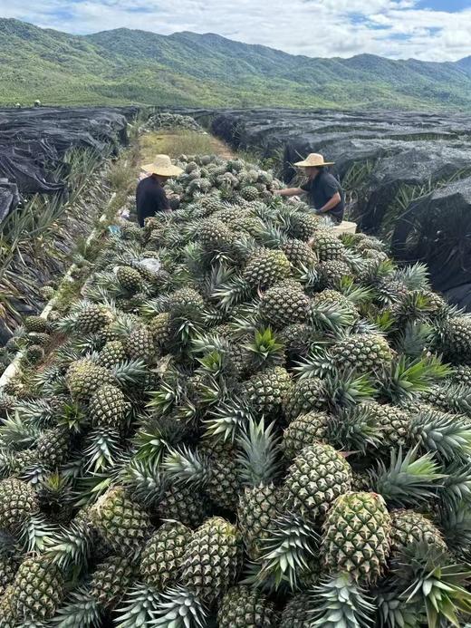 【会员31.5/颗】悠依果海南树上熟黄金凤梨 5#大果 整果2.8斤左右 商品图3