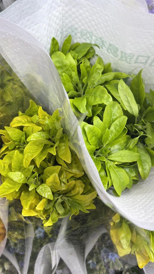 【自行给予】墨西哥橘叶   约5枝/扎 商品图9