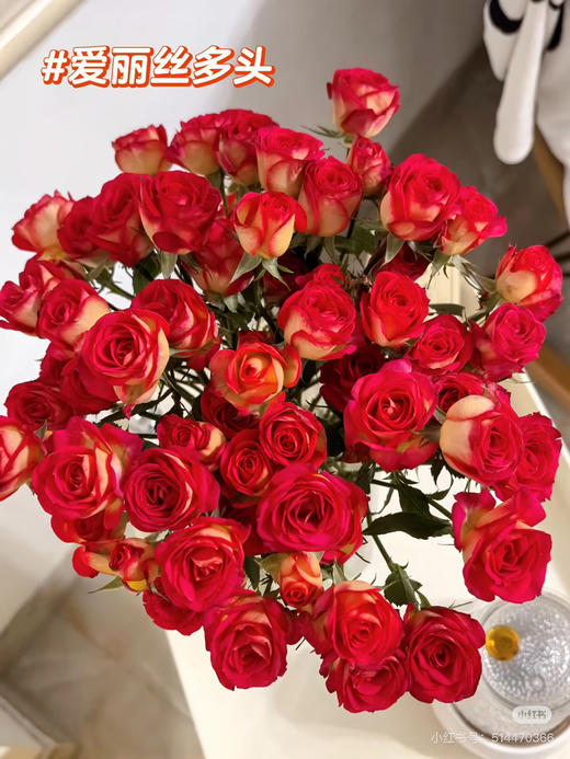 【市场多头】爱丽丝泡泡 9-10支/扎 商品图2