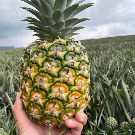 【会员31.5/颗】悠依果海南树上熟黄金凤梨 5#大果 整果2.8斤左右 商品图0