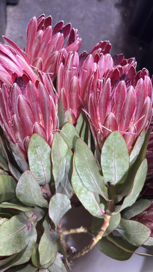 【南非公主】莎朗-单枝  浅红色 商品图6