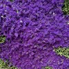 勿忘我紫色1公斤 商品缩略图0