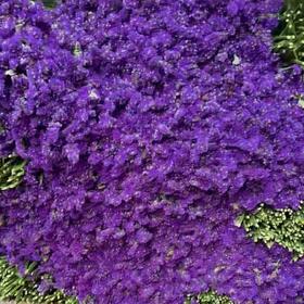 勿忘我紫色1公斤