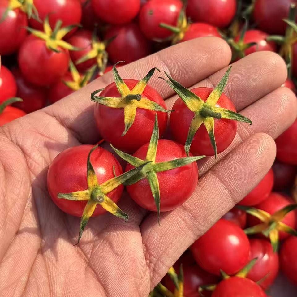 蛙语～高甜爆汁小番茄【净重约2斤】：超甜，爆汁，目前口感超一流的小番茄。