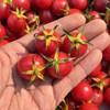 蛙语～高甜爆汁小番茄【净重约2斤】：超甜，爆汁，目前口感超一流的小番茄。 商品缩略图0