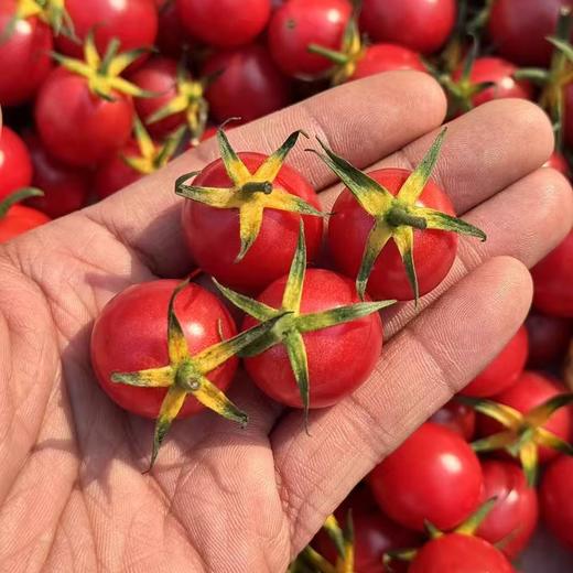 蛙语～高甜爆汁小番茄【净重约2斤】：超甜，爆汁，目前口感超一流的小番茄。 商品图0