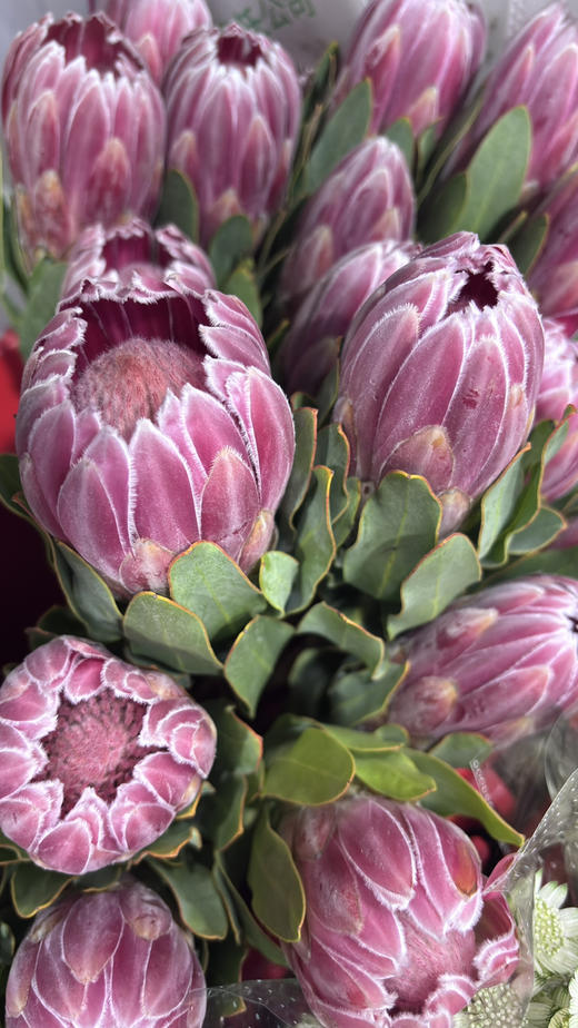 【南非公主】嘉年华-单枝  粉色 商品图7