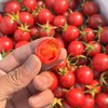 蛙语～高甜爆汁小番茄【净重约2斤】：超甜，爆汁，目前口感超一流的小番茄。 商品缩略图2