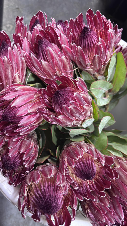 【南非公主】莎朗-单枝  浅红色 商品图7