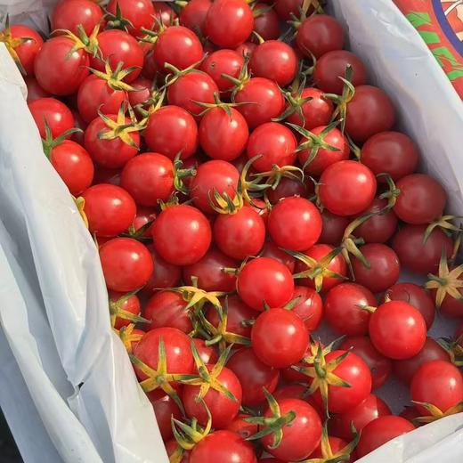 蛙语～高甜爆汁小番茄【净重约2斤】：超甜，爆汁，目前口感超一流的小番茄。 商品图1
