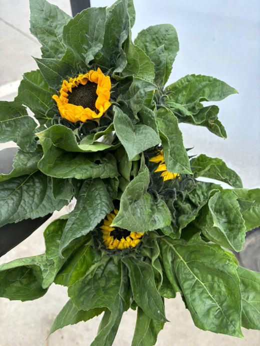 本地向日葵 商品图0