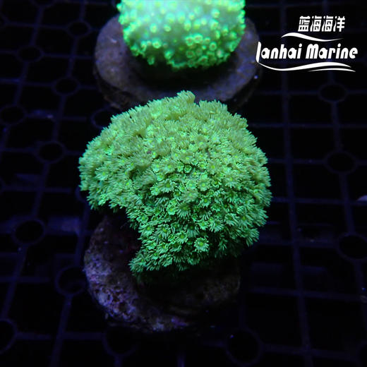 人工印尼黄心茉莉花 商品图2