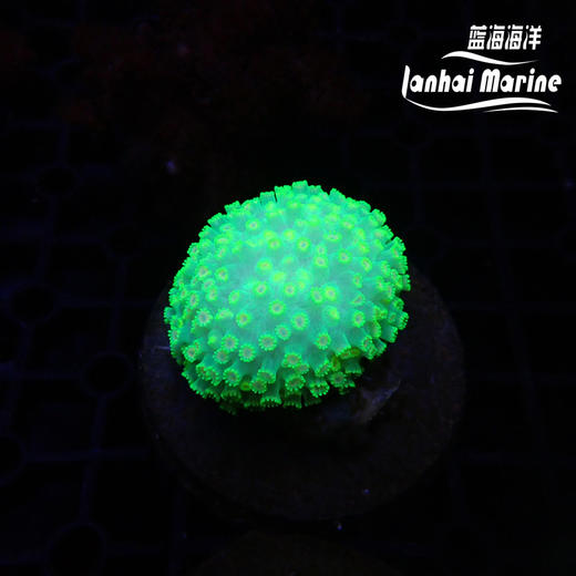 人工印尼黄心茉莉花 商品图1