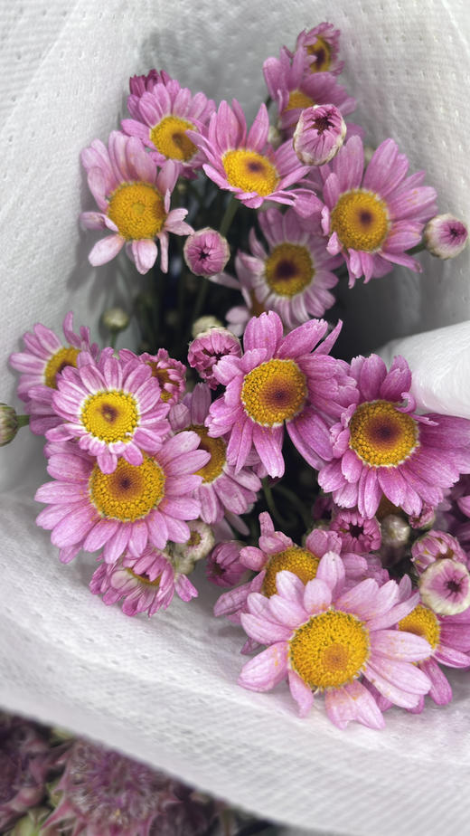 【期待的爱】玛格丽特-可爱粉 约 10 枝/扎 商品图5