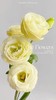 【AB级奶黄色洋桔梗】一扎约8-10朵/份 商品缩略图4