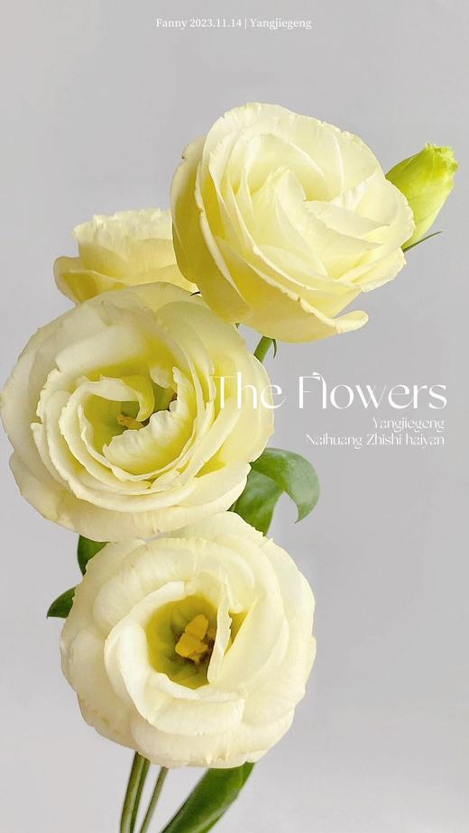 【AB级奶黄色洋桔梗】一扎约8-10朵/份 商品图4