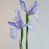 鸢尾.克莱尔（浅紫） 商品缩略图0