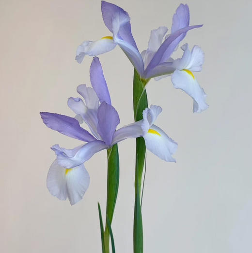 鸢尾.克莱尔（浅紫） 商品图0