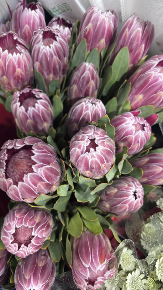 【南非公主】嘉年华-单枝  粉色 商品图9