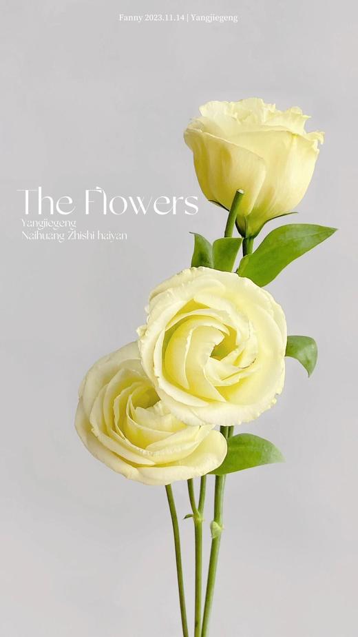 【AB级奶黄色洋桔梗】一扎约8-10朵/份 商品图3