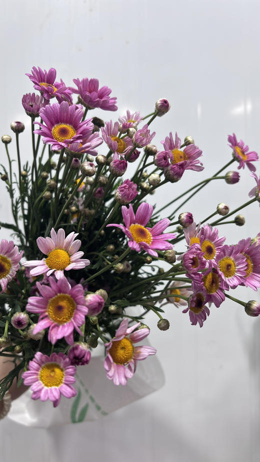 【期待的爱】玛格丽特-可爱粉 约 10 枝/扎 商品图4