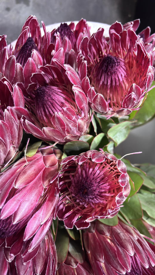 【南非公主】莎朗-单枝  浅红色 商品图5