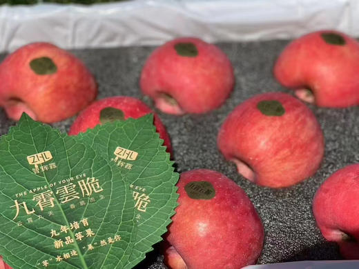 #九霄云脆🍎原始的苹果浓香，是她身上可贵的气质 爽脆 脆的不费牙， 香气四溢，入口便迸发出香味 商品图1