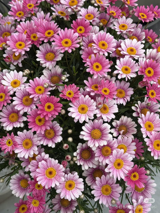 【期待的爱】玛格丽特-可爱粉 约 10 枝/扎 商品图2