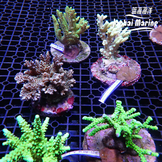 印尼人工SPS 商品图0