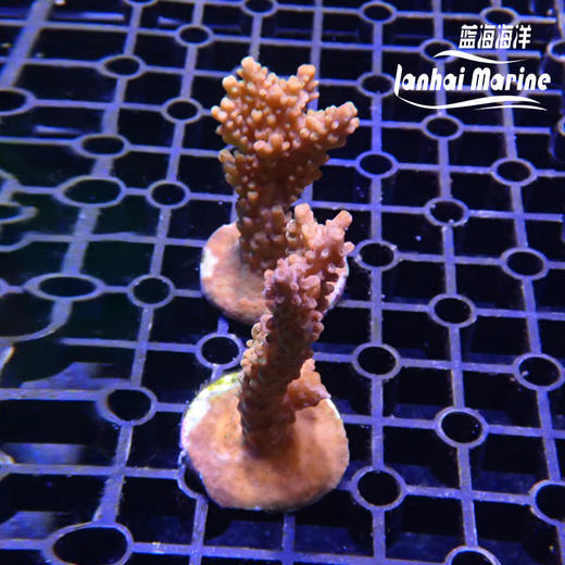 印尼人工SPS 商品图4