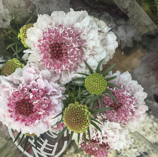 配花-松虫草-琥珀 商品图0