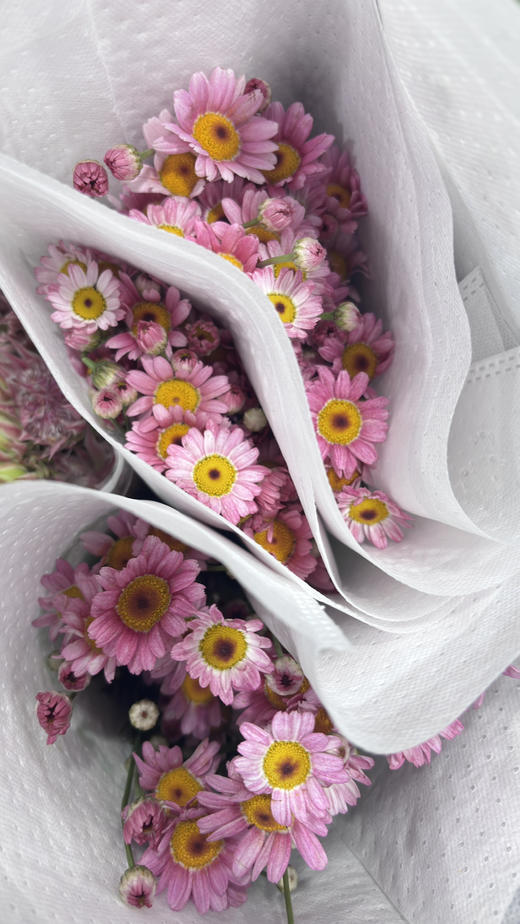 【期待的爱】玛格丽特-可爱粉 约 10 枝/扎 商品图6