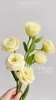【AB级奶黄色洋桔梗】一扎约8-10朵/份 商品缩略图2