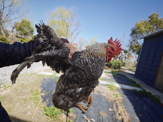 怀心春日-珍品集 商品图2