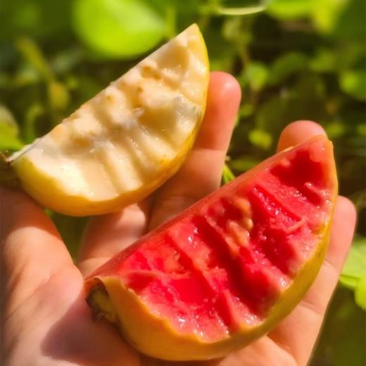 贝壳 冰激淋芭乐  双芭乐口味  奶油芭乐果肉乳白细腻 无粗籽 ， 草莓芭乐  甜中带点鲜酸 比草莓清爽 商品图1