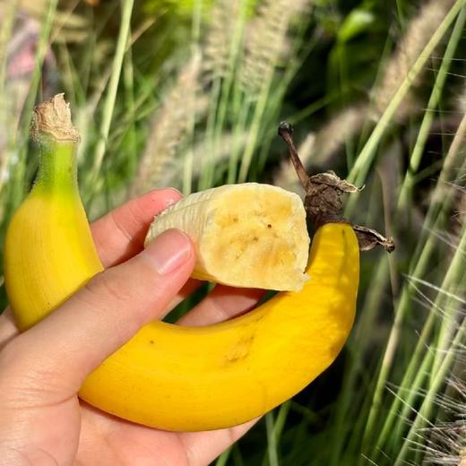 空运！海南纯树熟佳丽超甜香蕉【净重约3斤】 商品图5