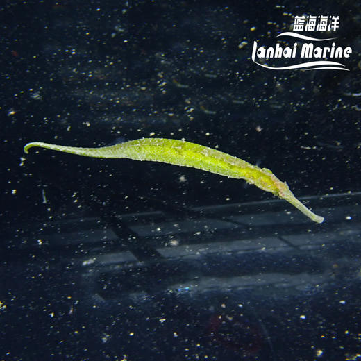 绿海龙（拟海龙） 商品图1