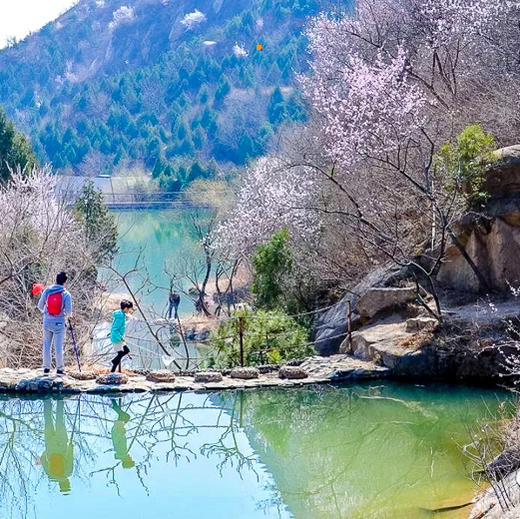 清明1天【北京后花园】漫山芬香北京后花园の燕平八景-神岭千峰-虎峪辉金9公里徒步赏山花 商品图2