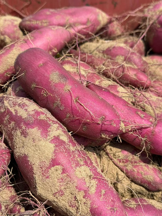 海南木兰湾海沙板栗地瓜 粉糯香甜 细腻无丝 生态种植 减脂必备优质粗粮！ 商品图4