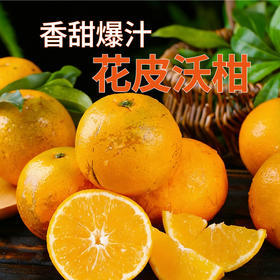 热卖中！！【山姆同厂】广西武鸣091无核沃柑 甘冽多汁 现摘现发