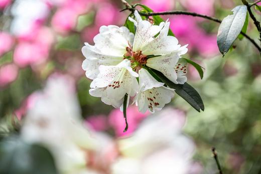 4.08贵州·百里杜鹃，乌蒙大草原，青岩古镇，花江峡谷大桥4天摄影团 商品图7