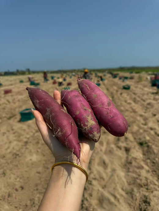 海南木兰湾海沙板栗地瓜 粉糯香甜 细腻无丝 生态种植 减脂必备优质粗粮！ 商品图5