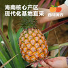 西域美农海南金钻凤梨 树上熟 削皮即吃 绿色认证 商品缩略图3