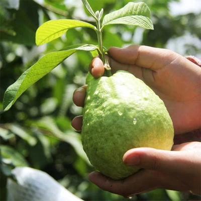 【源溪酒店】红心石榴5斤/箱 商品图1