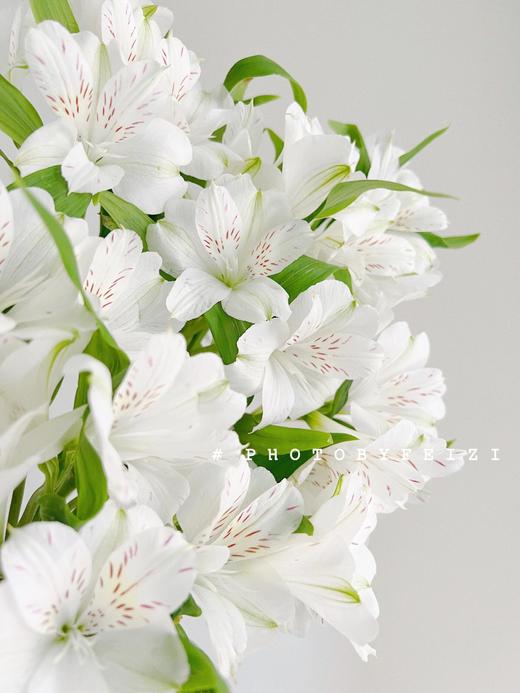 【超美水仙百合】白色水仙百合5支+粉色水仙百合5支+橙色水仙百合5支+红色水仙百合5支/份 商品图4