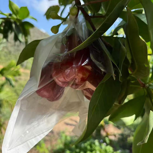 高山莲雾（黑金刚）/香水芭比莲雾丨高山生态种植，高熟度采摘，清甜多汁，风味浓郁⭐️顺丰空运 商品图8