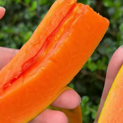 极客生态木瓜丨晚下树15天，滋味更足，浓甜丝滑，果肉饱满。天气原因泡沫箱发货，需要礼盒联系客服备注⭐️京东快递 商品图4