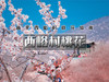 【西峪村桃花1日】｜网红打卡西峪村-徒步桃花栈道赏漫山桃花-打卡辛庄生活市集 商品缩略图0