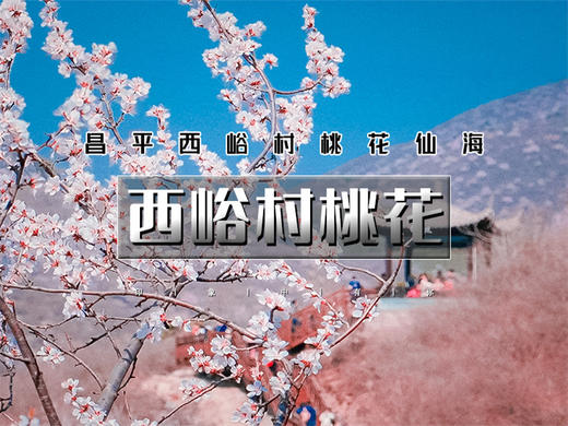 【西峪村桃花1日】｜网红打卡西峪村-徒步桃花栈道赏漫山桃花-打卡辛庄生活市集 商品图0