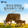 【社群专享】华畜 蓝鲸乳能 含进口酵母培养物 吃的多奶水好吸收好 商品缩略图4